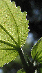 Green Building Buzz